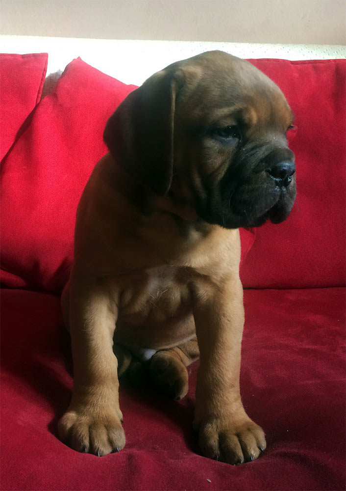 11.1.2018.1 minotaur.jpg